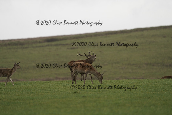 _CAB0131