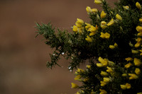 _CAB8805