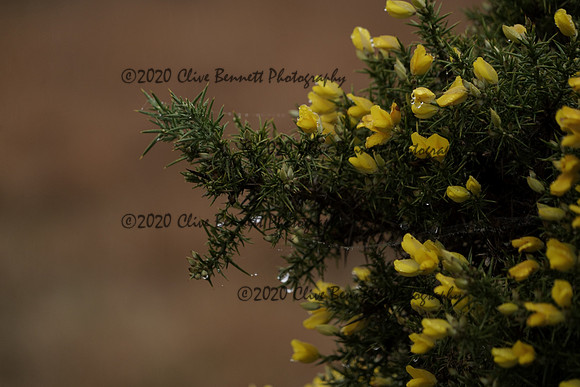 _CAB8805