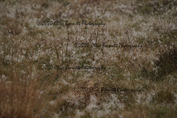 _CAB8804