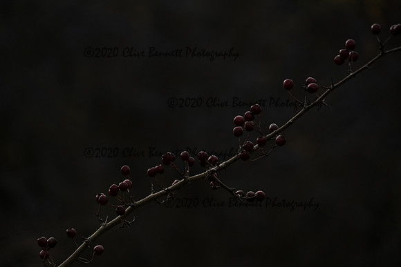 _CAB0123