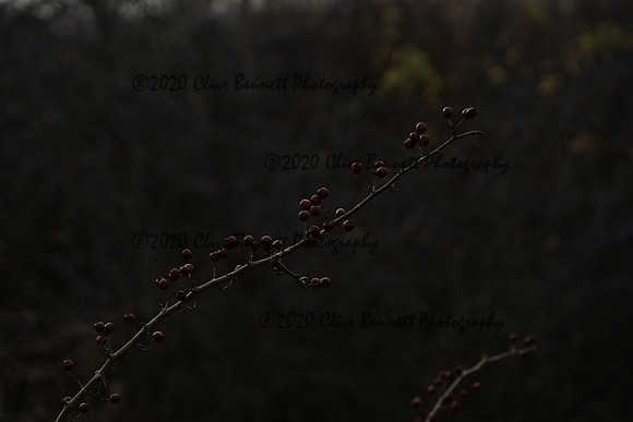 _CAB0124