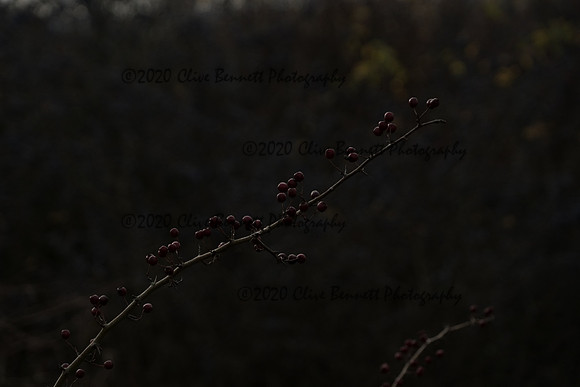 _CAB0125
