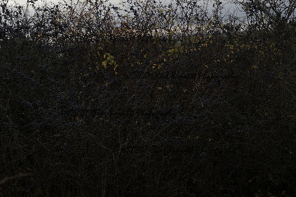 _CAB0126