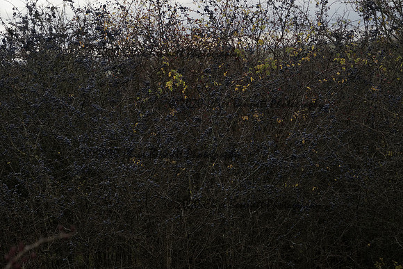 _CAB0129
