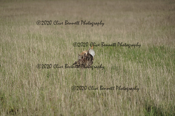 _CAB0193