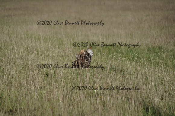 _CAB0194
