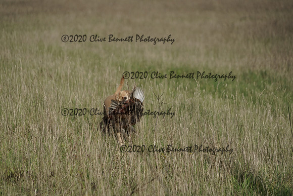 _CAB0195