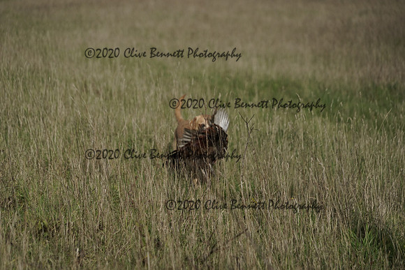_CAB0196