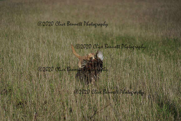 _CAB0197