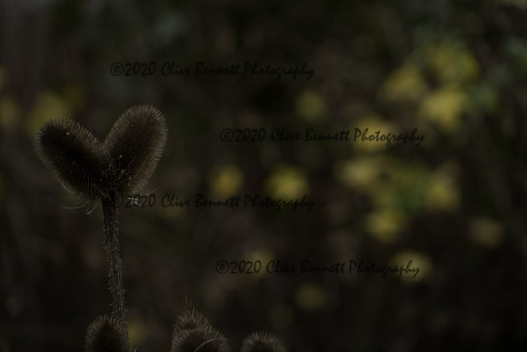 _CAB0241