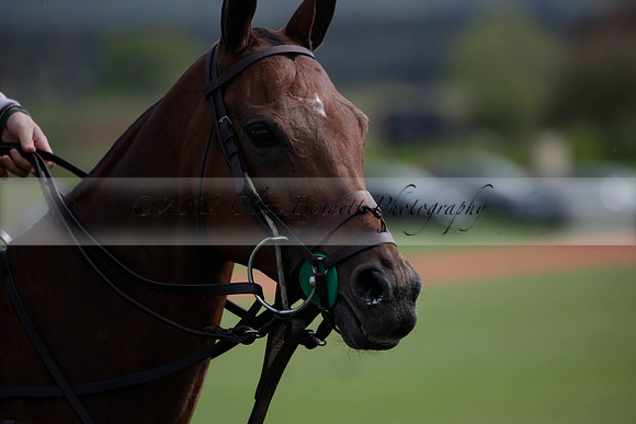 Ayala v Salkeld in the Trippetts Challenge at Manor Farm on 15.05.2012.