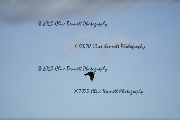 _CAB3908