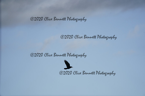 _CAB3909