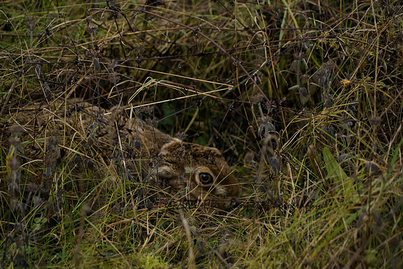 _CAB5371