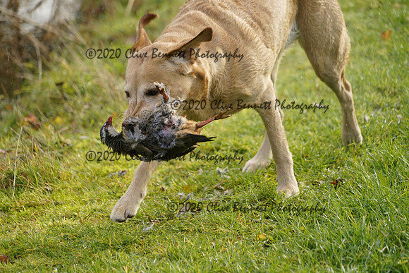 _CAB5431