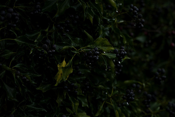 _CAB5446