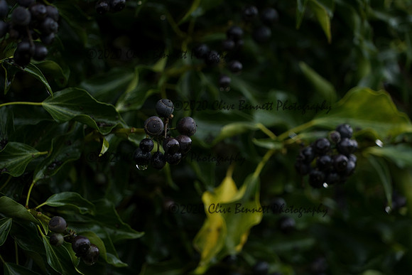 _CAB5455