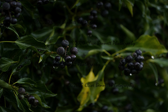 _CAB5456
