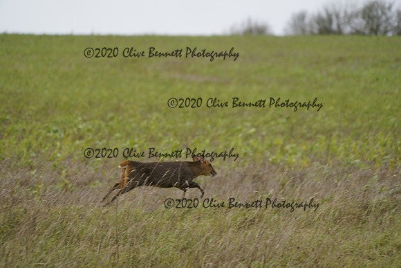 _CAB5565