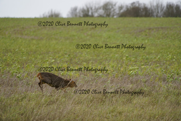 _CAB5567