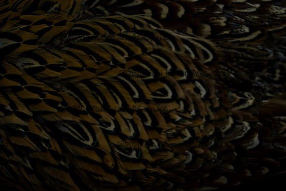 _CAB7585