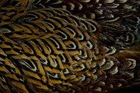 _CAB7583