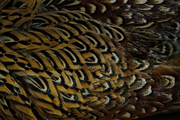 _CAB7583