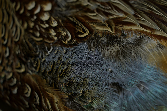 _CAB7594