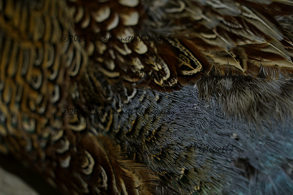 _CAB7595