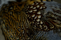 _CAB7596