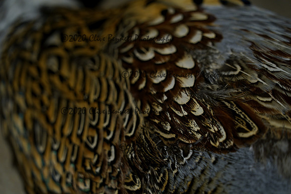 _CAB7596