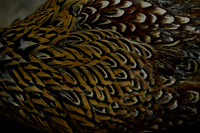 _CAB7591