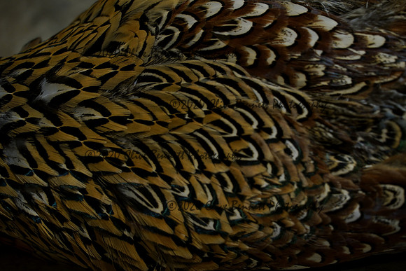 _CAB7591