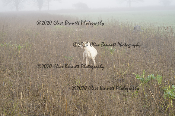 _CAB7632
