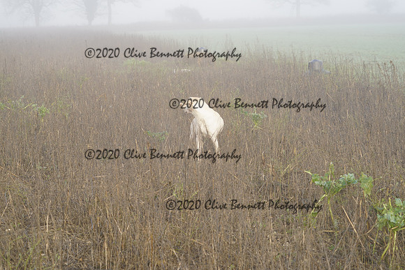 _CAB7633