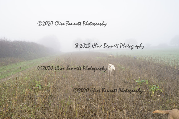 _CAB7630