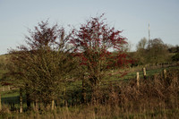 _CAB1118