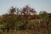 _CAB1119