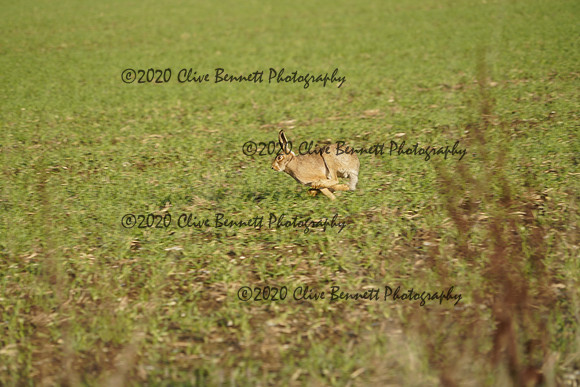 _CAB0761
