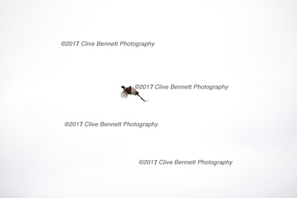 _CB_7828