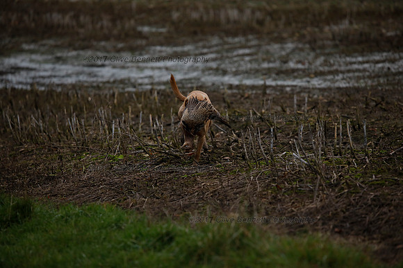 _CB_8008