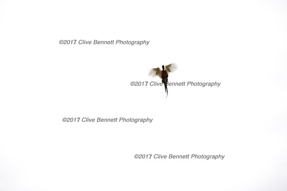 _CB_7823