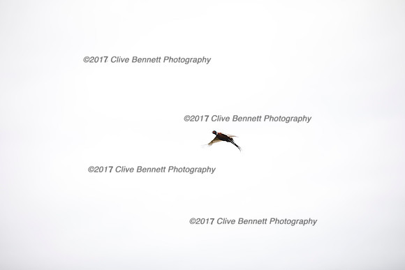 _CB_7826