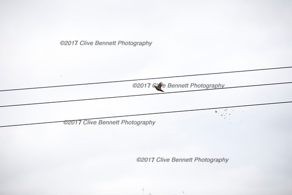 _CB_7749
