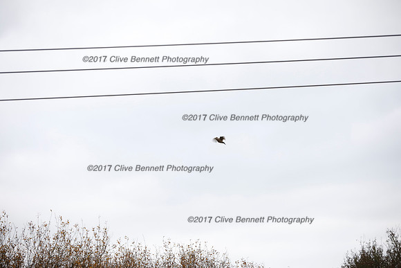 _CB_7746