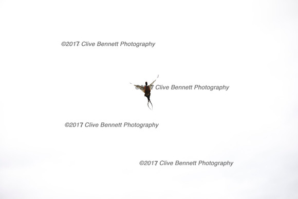 _CB_7822