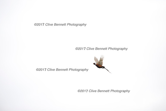 _CB_7830