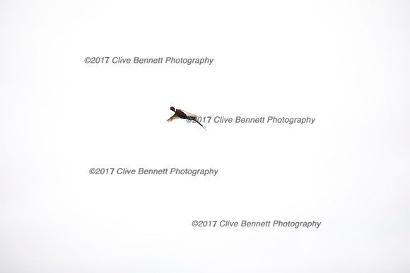 _CB_7829