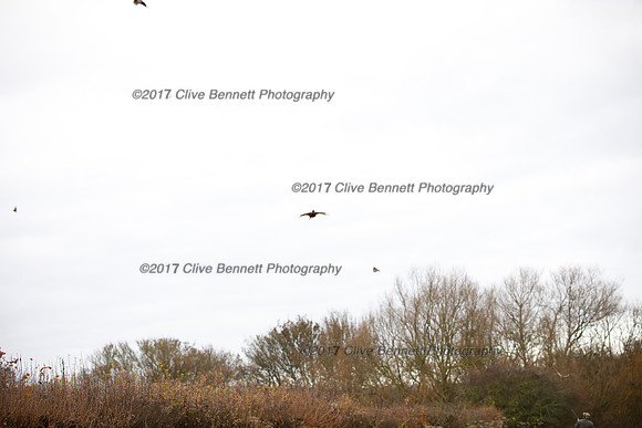 _CB_7821